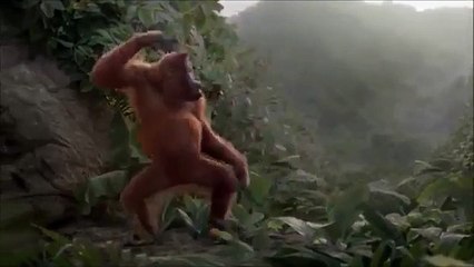 Funny Monkey Happy Birthday Song