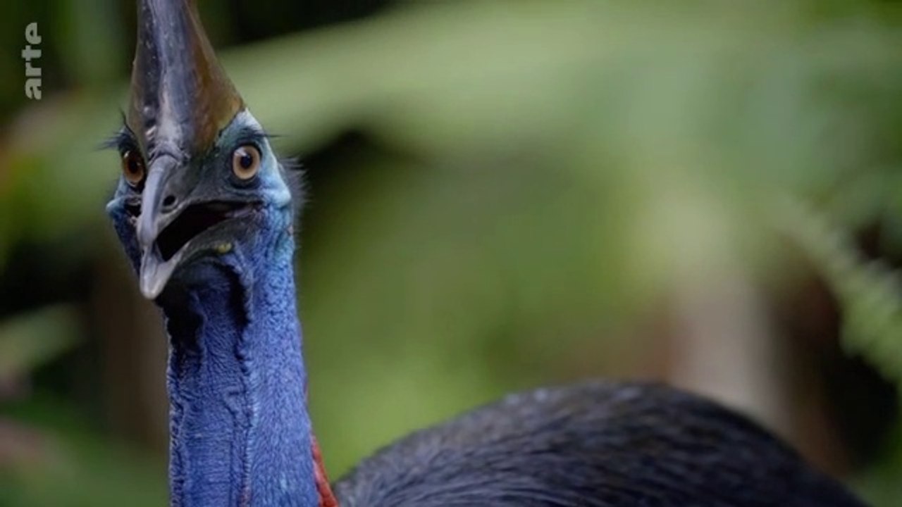 Australie, instincts de survie - Forêts