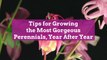 Tips for Growing the Most Gorgeous Perennials, Year After Year