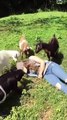 Goat Your Back! Goats Try to Rouse Farmer After She Pretends to Faint