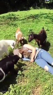 Goat Your Back! Goats Try to Rouse Farmer After She Pretends to Faint