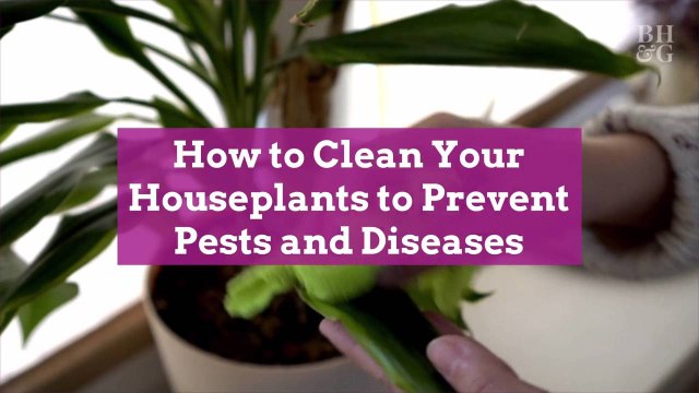 How to Clean Your Houseplants to Prevent Pests and Diseases