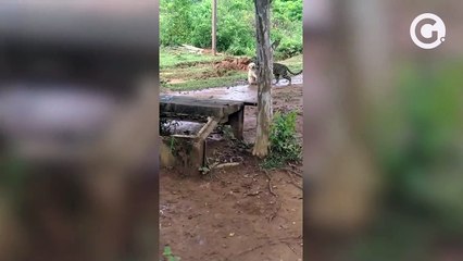 Vídeo de onça carregando cachorro pela boca não foi gravado em Sooretama