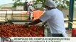 Guárico | Complejo Agroindustrial Socialista (CAISA) ha producido 39 millones de kilos de tomate