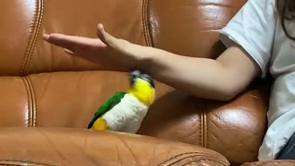 Playing Puppets with a Pet Parrot