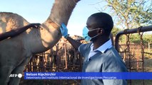 Kenia busca el próximo virus mortal entre dromedarios