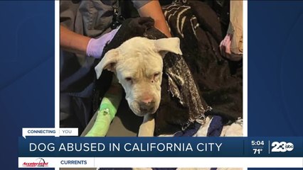 Dog abused in California City