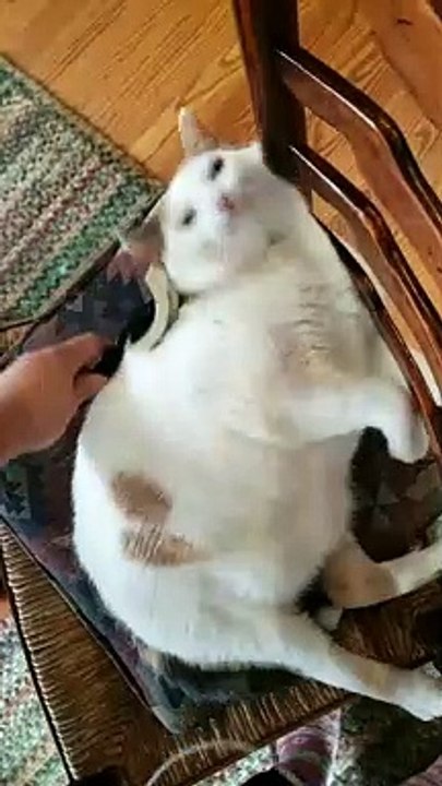 Stretching Kitty Loves a Good Brushing