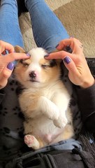 Sleepy Pup Dozes Off to Face Massage