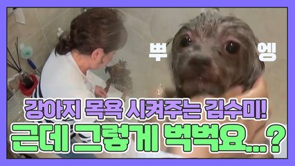 강아지 목욕 시켜주는 김수미! 근데... 머리부터 발끝까지 벅벅....?