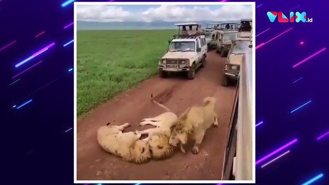 Asyik Rebahan, Kawanan Singa Bikin Jalan Macet
