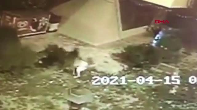 SOKAK KÖPEKLERİ, YAVRULARINI KORUMAYA ÇALIŞAN KEDİYİ PARÇALADI