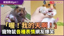 「喔！我的天啊！」寵物鼠露出各種怪表情逗樂網友