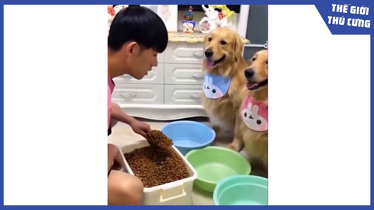 Super Muddy Pet