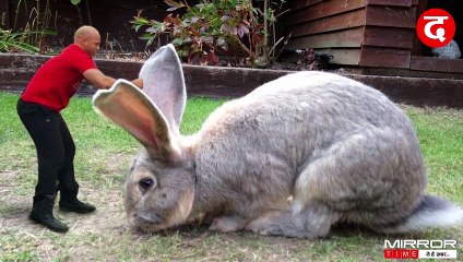 Darius Rabbit_ Worlds Biggest Rabbit Has Been Stolen _ दुनिया का सबसे बड़ा खरगोश हुआ चोरी