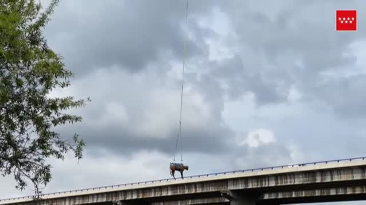 Rescatan a una vaca con un helicóptero en El Molar (Madrid)