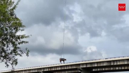 Rescatan a una vaca con un helicóptero en El Molar (Madrid)