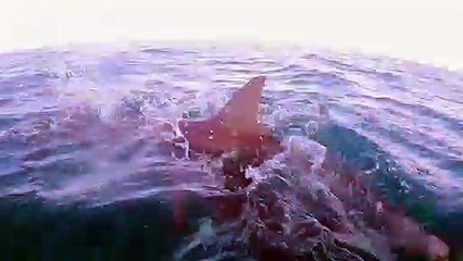 WA fisherman urge Govt to allow commercial shark catching