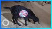 Anjing Liar Jadi ‘Billboard’ Kampanye Politisi India - TomoNews