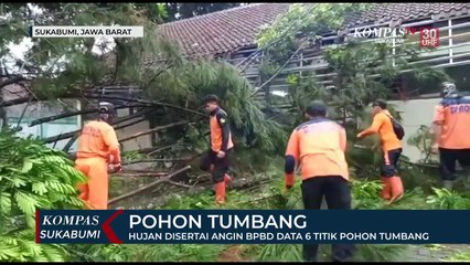 Hujan Disertai Angin BPBD Data 6 Titik Pohon Tumbang