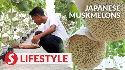 Farmers tap classical music, massages, to grow world's most expensive melons in Putrajaya