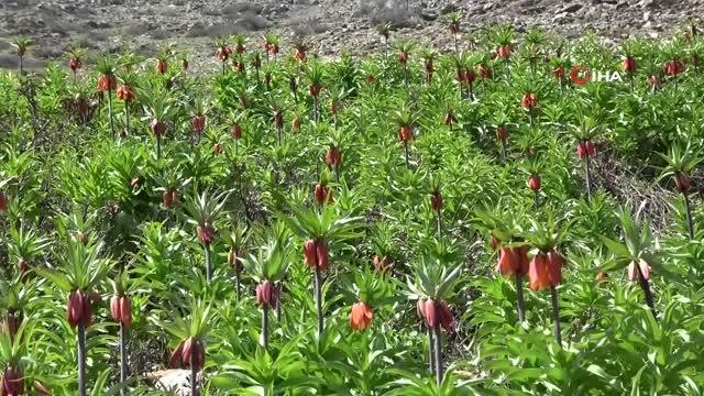 Sarp dağlarda yetişen ters laleler göz kamaştırıyor
