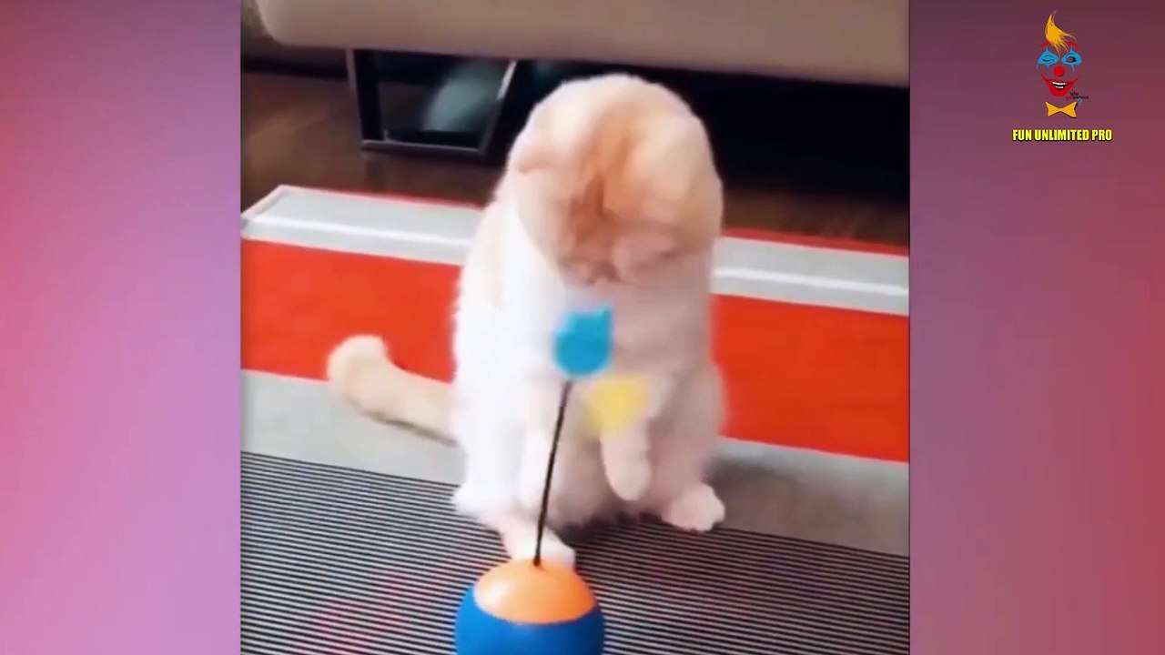 Funny Cats-3