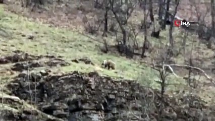 Pülümür Vadisi'nde 'Boz ayı' görüntülendi