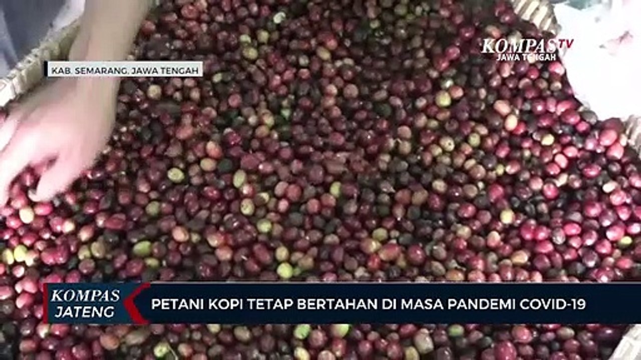 Petani Kopi Tetap Bertahan di Masa Pandemi Covid-19