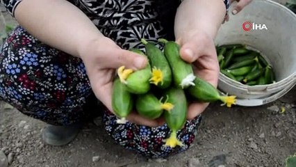 Öğretmenliği bıraktı, çiftlik kurdu