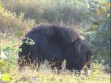 Sloth bear in central Indian forests!