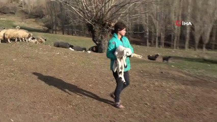Kuzular yüzlerce koyun arasında tek tek annelerini buldu, o anlar renkli görüntüler oluşturdu