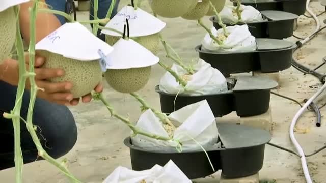 Un grupo de agricultores cultivan melones japoneses, una de las frutas más caras del mundo, en pleno centro de Malasia