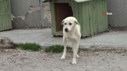 Çankaya Belediyesi sokak hayvanlarını güvenli ortamlarda yaşatıyor