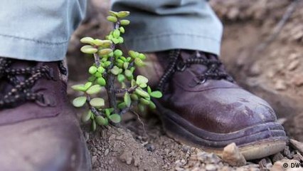 Using smart planting to boost South Africa's soil