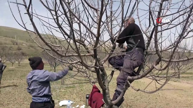 Mevsimlik işçilerin ağaç budama mesaisi