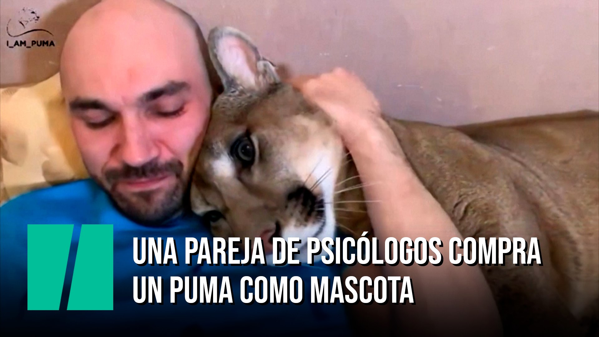 Una pareja de psicólogos compra un puma como mascota - Vídeo Dailymotion