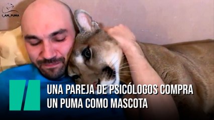 Una pareja de psicólogos compra un puma como mascota