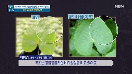 농약 없이도 잘 자리는 머위! 독초와의 구별법은? (ft. 신선한 머위 고르는 법)