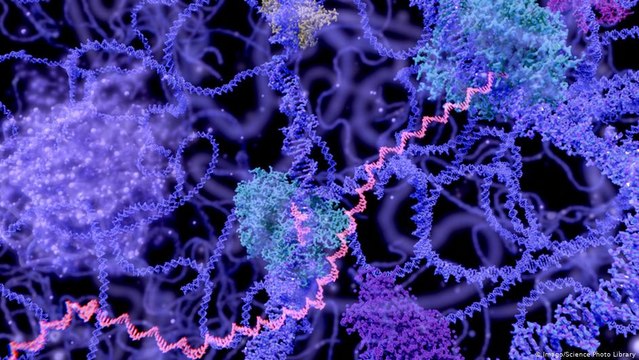 mRNA aşıları (Moderna, Biontech) genetik yapımızı değiştirebilir mi?