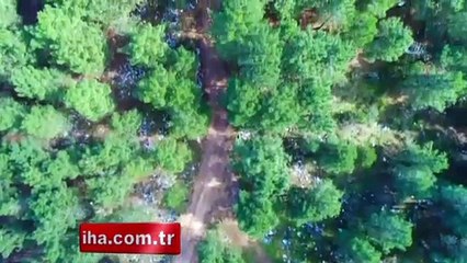 Ormanlık alanda çevre katliamı havadan görüntülendi