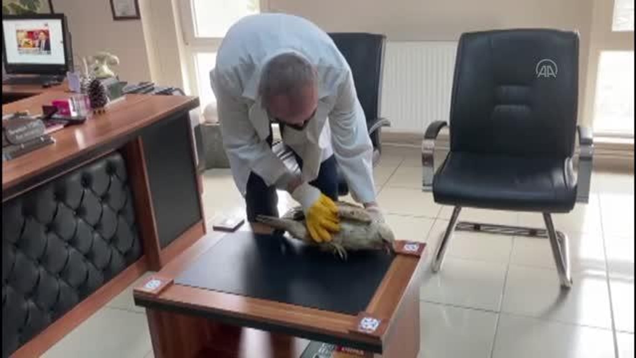 Bir vatandaşın arazide bitkin bulduğu şahin yetkililere teslim edildi