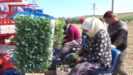 Salihli Ovası’nda bahar hareketliliği