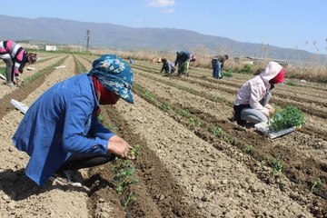 SALİHLİ OVASI'NDA FİDELER TOPRAKLA BULUŞUYOR