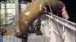 Sea Lion Steals Fish From Boat Before Casually Jumping Off Board