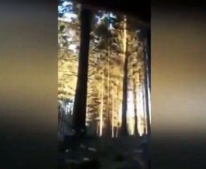 Domino etkisiyle ağaçları böyle kesti
