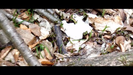 Brumath  chasse au trésor aux galets décorés dans la forêt