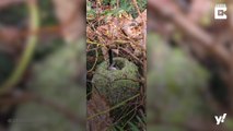 Niedliche Vogelnester: Beeindruckende kleine Bauwerke