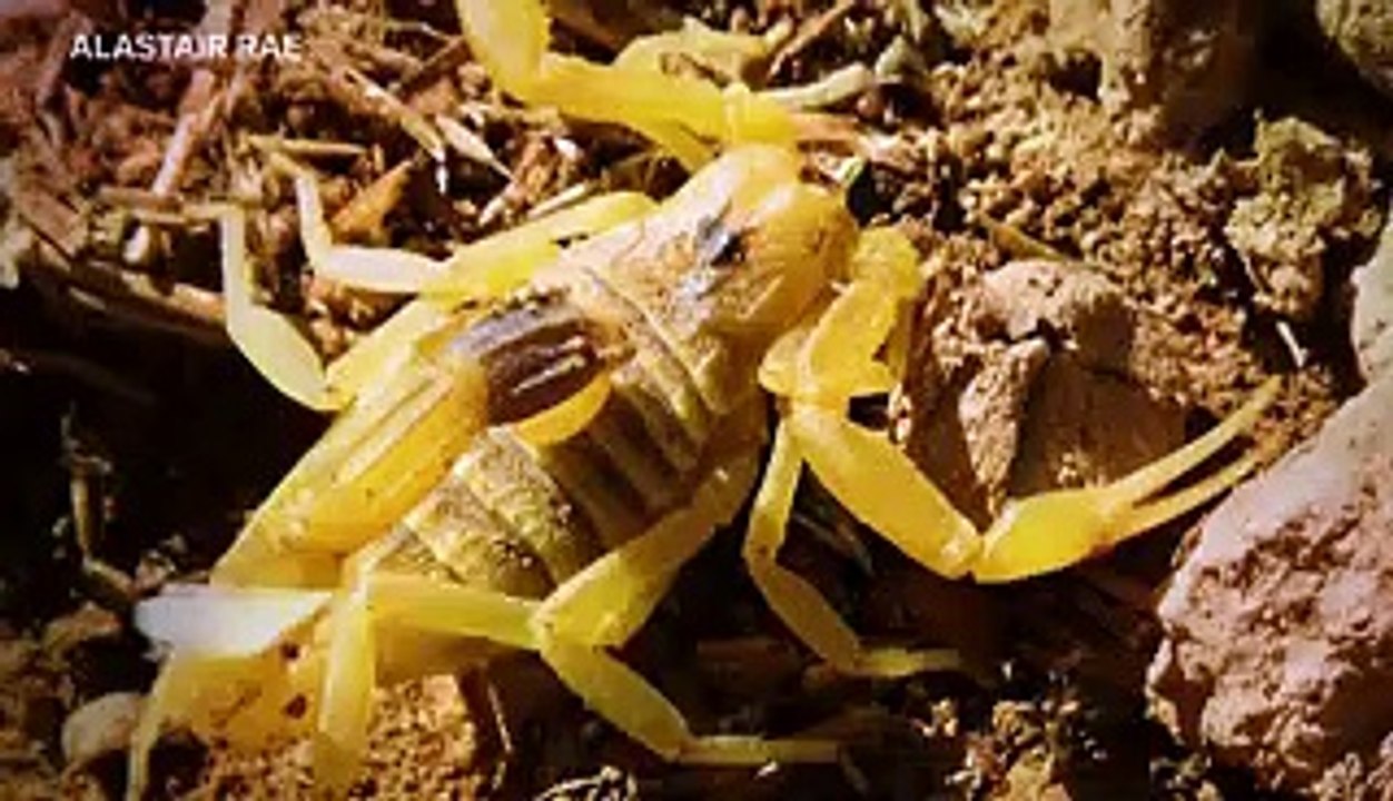 Why scorpion venom is the most expensive liquid in the world