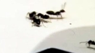 Ant Infestation. How It Starts & How It Ends